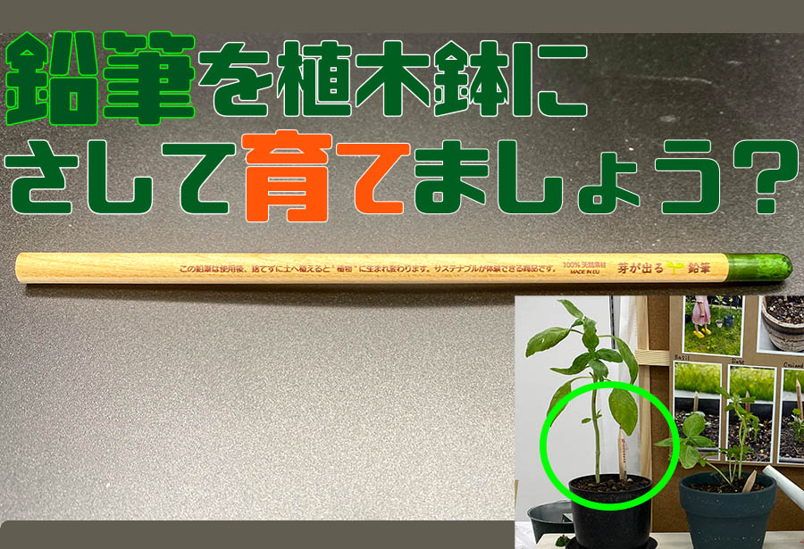 これも サスティナブル 商品 植木鉢にささる 鉛筆 知られざる 魅力 145magazine